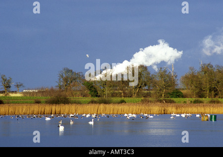 Dampf aus Cantley Zuckerrüben Fabrik, hinter Hardley Flut Nature Reserve, Norfolk Stockfoto