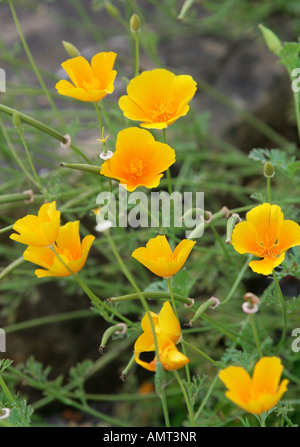 Kalifornischer Mohn, Eschscholzia Californica, Papaveraceae. Kalifornien, USA. Stockfoto