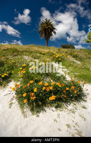 Strandszenen am Ontangi Strand, Waiheke Stockfoto