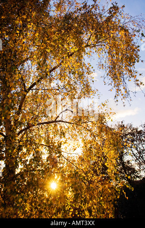 Sonnenlicht durch den Herbst Blätter eine weinende Birke. Stockfoto