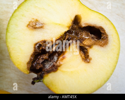 Apple aufgeschnitten, Schäden, die durch invasive Garten Schädling zu zeigen Stockfoto