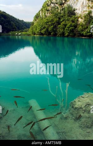 Versteinertes Holz und Fisch in Gavranovac Lake Plitvice NP Kroatien Stockfoto