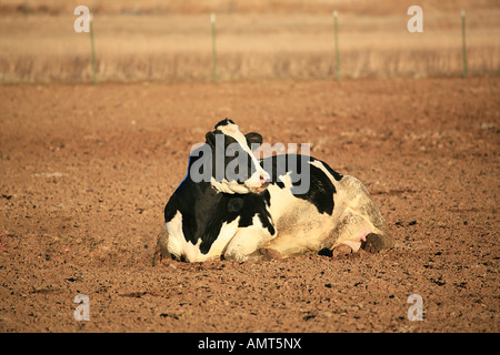 Schwarz / weiß Holstein Kuh auf Schmutz Gebiet liegend Stockfoto