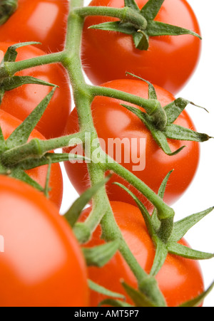 Reife Tomaten auf der Rebe auf weißem Hintergrund Stockfoto