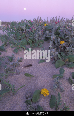 Kalifornien, Moss Landing, Salinas River State Park, Mond und Düne Blumen Stockfoto