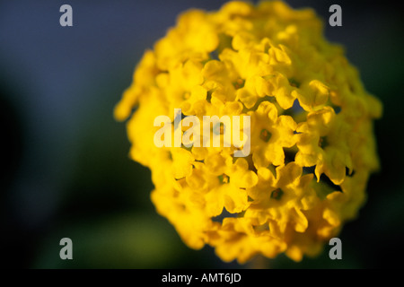 Kalifornien, Moss Landing, gelbe Sand Eisenkraut, Abronia latifolia Stockfoto