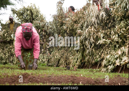 TIST Handel Baumpflanzung gegen CO2-Emissionen. Stockfoto