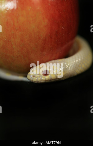 Weiße Kingsnake und roter Apfel, isoliert auf schwarz Stockfoto
