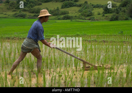 Myanmar-Burma-Shan-Staat in der Nähe von Seilbahn Mindhaik Bauern arbeiten in jungen Reisfeldern mit hölzernen Werkzeug Stockfoto