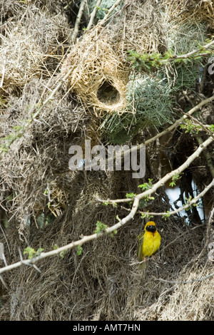 Kenia-Masai-Mara-Speke s Weber Ploceus spekei Stockfoto