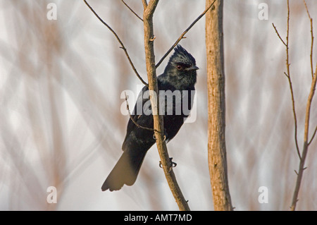 Crested schwarz Tyrann Brasilien Stockfoto