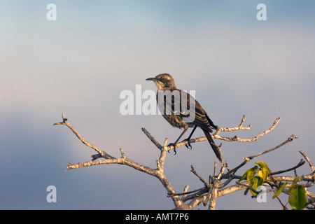 Chatham Mockingbird Galápagos-Inseln Ecuador Stockfoto