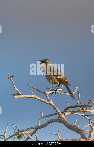 Chatham Mockingbird Galápagos-Inseln Ecuador Stockfoto