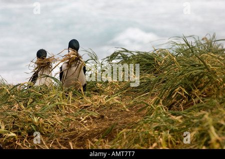 New Zealand Auckland Island Shag Enderby Insel Stockfoto