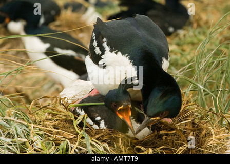 New Zealand Auckland Island Shag Enderby Insel Stockfoto