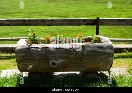 Tagetes (Tagetes) in Log Pflanzer, Alpe Veglia, Italien Stockfoto