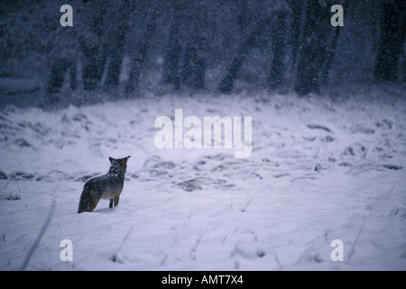 Kalifornien, Yosemite-Nationalpark, Coyote im Schnee Stockfoto