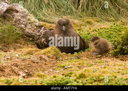 Braunen Skuas Macquarie Island Australien Stockfoto