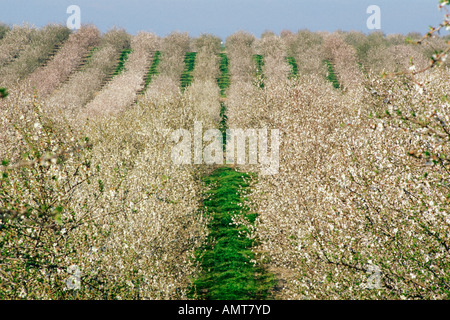 Modesto, Kalifornien Mandel Obstgarten in voller Blüte Stockfoto
