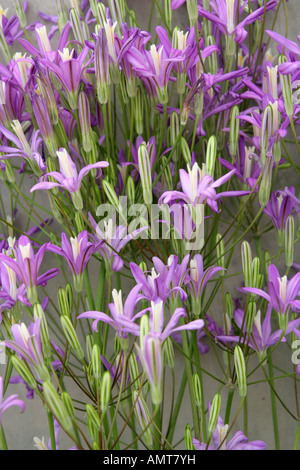 Kalifornien Clusterlily, Brodiaea Californica, Affodillgewächse, Liliaceae. Heimisch in Kalifornien und Oregon, Nordamerika Stockfoto