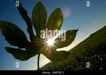 Gliederung der Fatsia Japonica Leaf mit Sonne durch gegen Winterhimmel England-Vereinigtes Königreich-UK-Vereinigtes Königreich-England Stockfoto