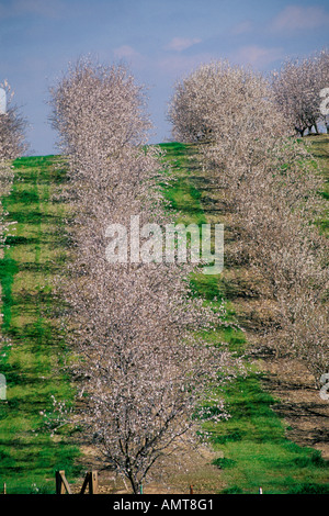 Modesto, Kalifornien Mandel Obstgarten in voller Blüte Stockfoto
