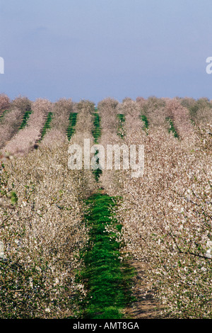 Modesto, Kalifornien Mandel Obstgarten in voller Blüte Stockfoto