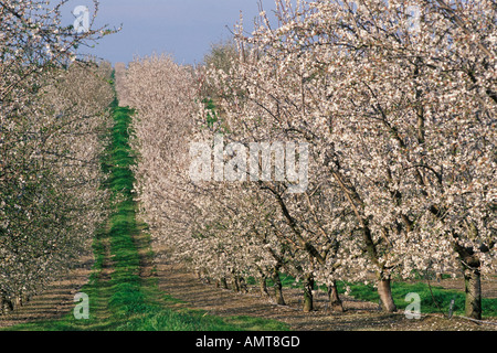 Modesto, Kalifornien Mandel Obstgarten in voller Blüte Stockfoto