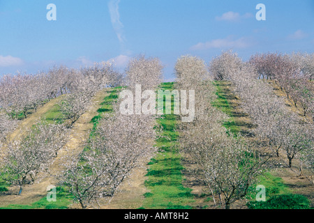 Modesto, Kalifornien Mandel Obstgarten in voller Blüte Stockfoto