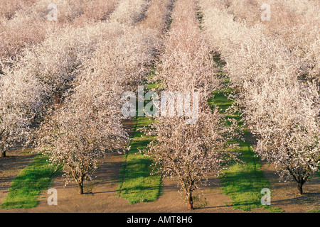 Modesto, Kalifornien Mandel Obstgarten in voller Blüte Stockfoto