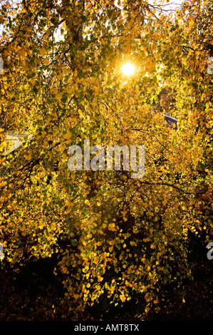 Sonnenlicht durch den Herbst Blätter eine weinende Birke. Stockfoto
