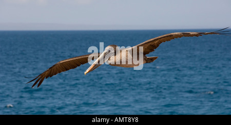 Braune Pelikan Galápagos-Inseln Ecuador Stockfoto