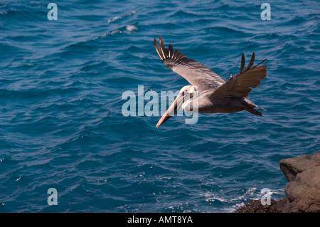 Braune Pelikan Galápagos-Inseln Ecuador Stockfoto