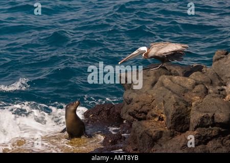 Braune Pelikan Galápagos-Inseln Ecuador Stockfoto