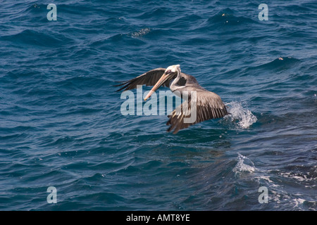 Braune Pelikan Galápagos-Inseln Ecuador Stockfoto