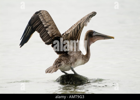Braune Pelikan Galápagos-Inseln Ecuador Stockfoto