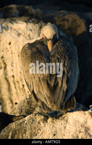Braune Pelikan Galápagos-Inseln Ecuador Stockfoto