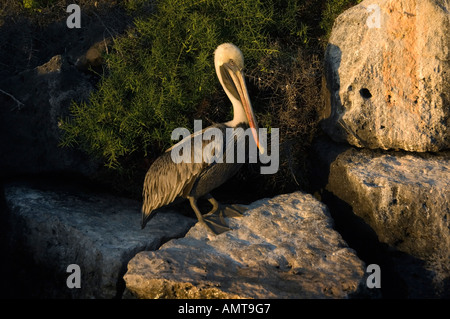 Braune Pelikan Galápagos-Inseln Ecuador Stockfoto