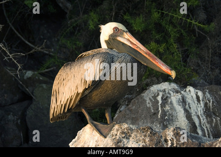 Braune Pelikan Galápagos-Inseln Ecuador Stockfoto
