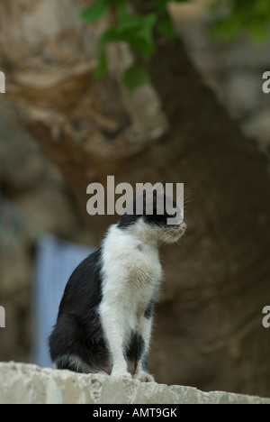 Schwarz / weiß wilde Katze stehend an der Wand Stockfoto