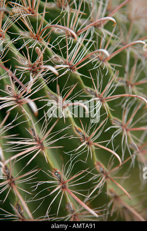 Eine Nahaufnahme der Dornen und Haken an einen Fisch Haken Barrel-Kaktus in der Sonora-Wüste Stockfoto