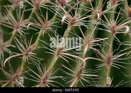 Eine Nahaufnahme der Dornen und Haken an einen Fisch Haken Barrel-Kaktus in der Sonora-Wüste Stockfoto
