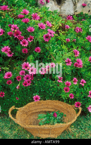 Stroh Korb lila Frühlingsblumen Algarve Portugal Stockfoto