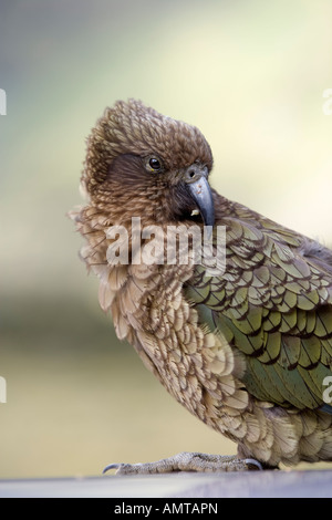 Der native Kea-Papagei, Neuseeland Stockfoto