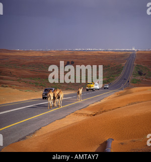 Kamele und Verkehr auf der Hauptstraße Wüste mit Sanddünen und Sturm über entfernte Stadt von Al-Ain Abu Dhabi U A E mittlerer Osten Stockfoto