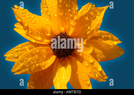 black eyed Susan Blume mit Regen fällt Stockfoto