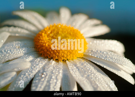 Nahaufnahme von einem Gänseblümchen mit Tautropfen Stockfoto