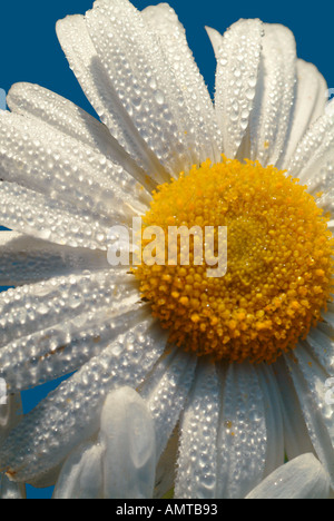 Nahaufnahme von einem Gänseblümchen mit Tautropfen Stockfoto