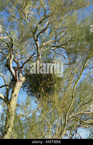 Mistel wächst in einem Baum, es ist ein Parasit, der seinen Wirt zu töten Stockfoto
