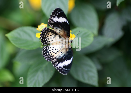 Clipper Schmetterling auf einem Blatt Stockfoto